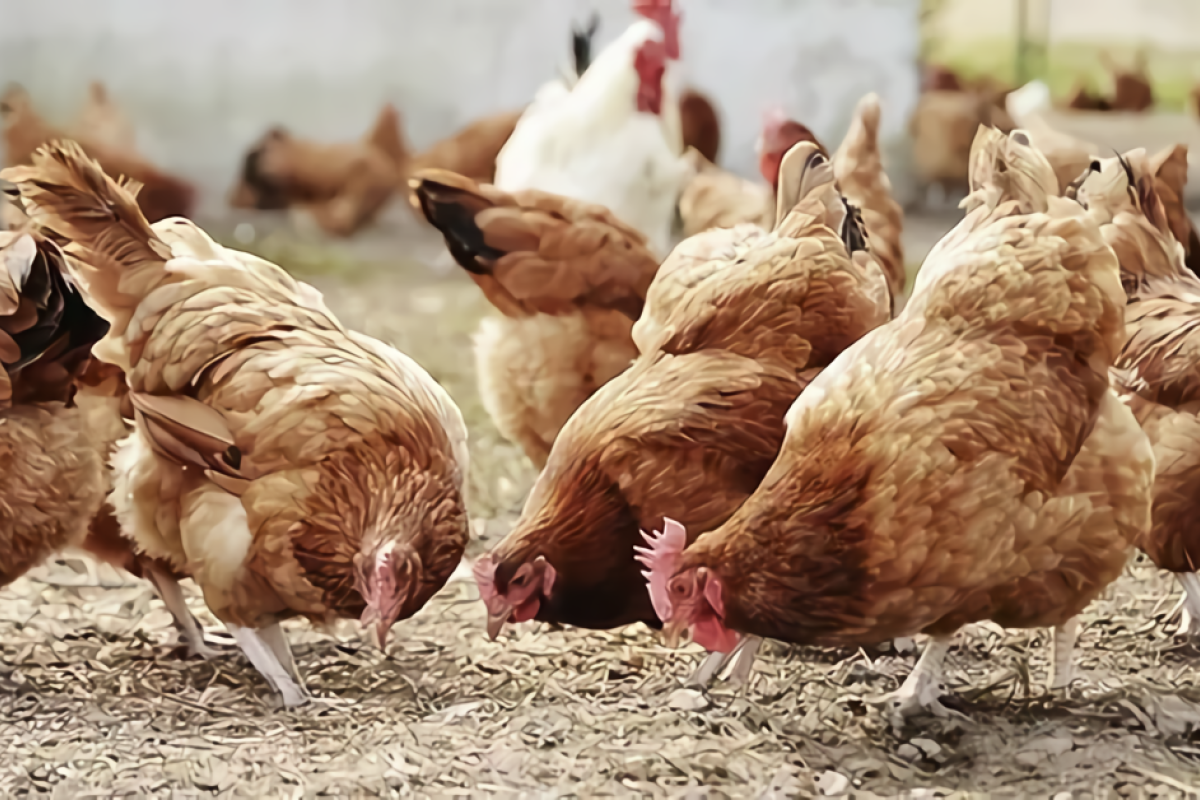 Aktivis lingkungan harapkan peternak ayam tinggalkan kandang baterai