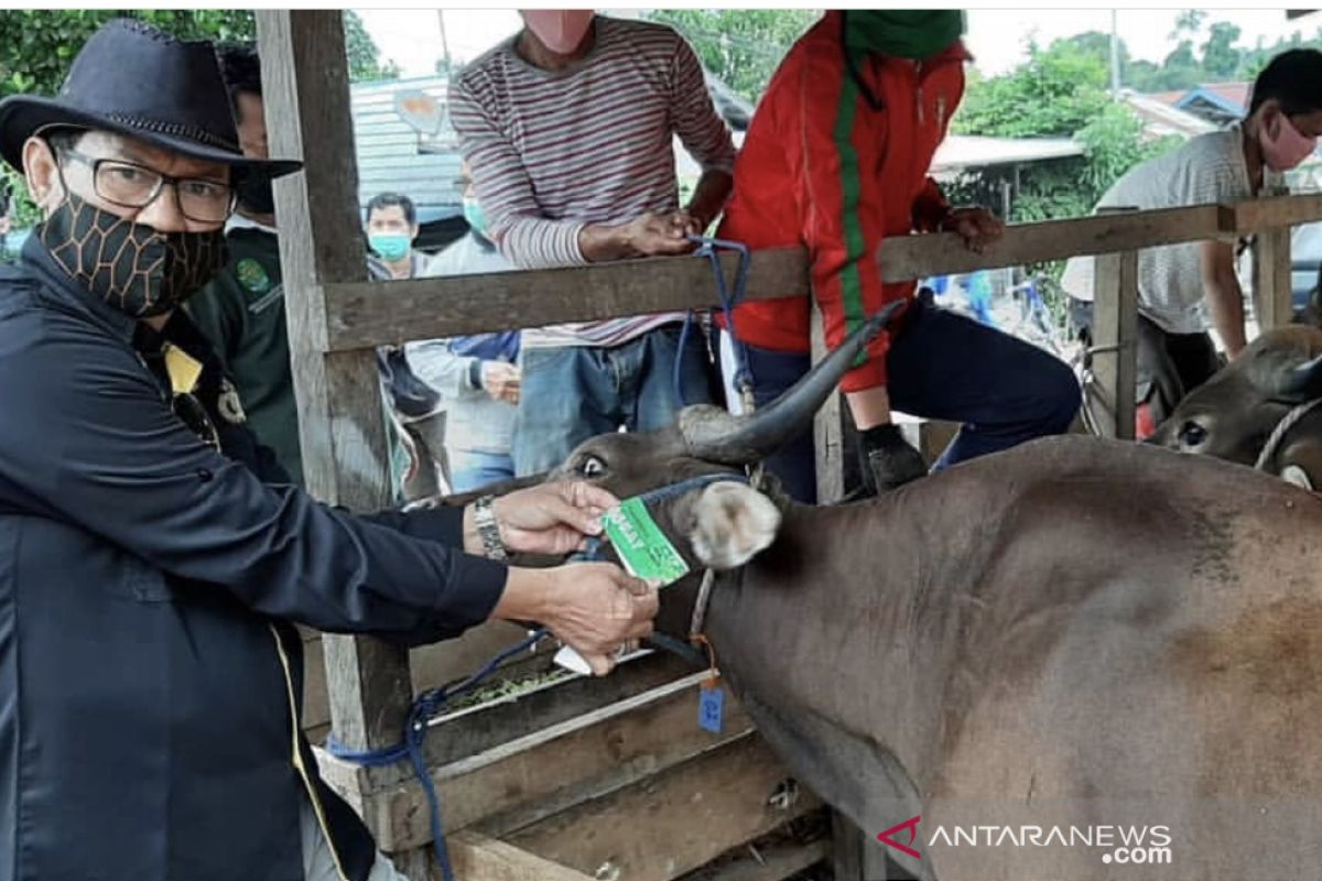 Diprediksi penjualan hewan kurban di Kaltim  menurun dampak  dari COVID-19