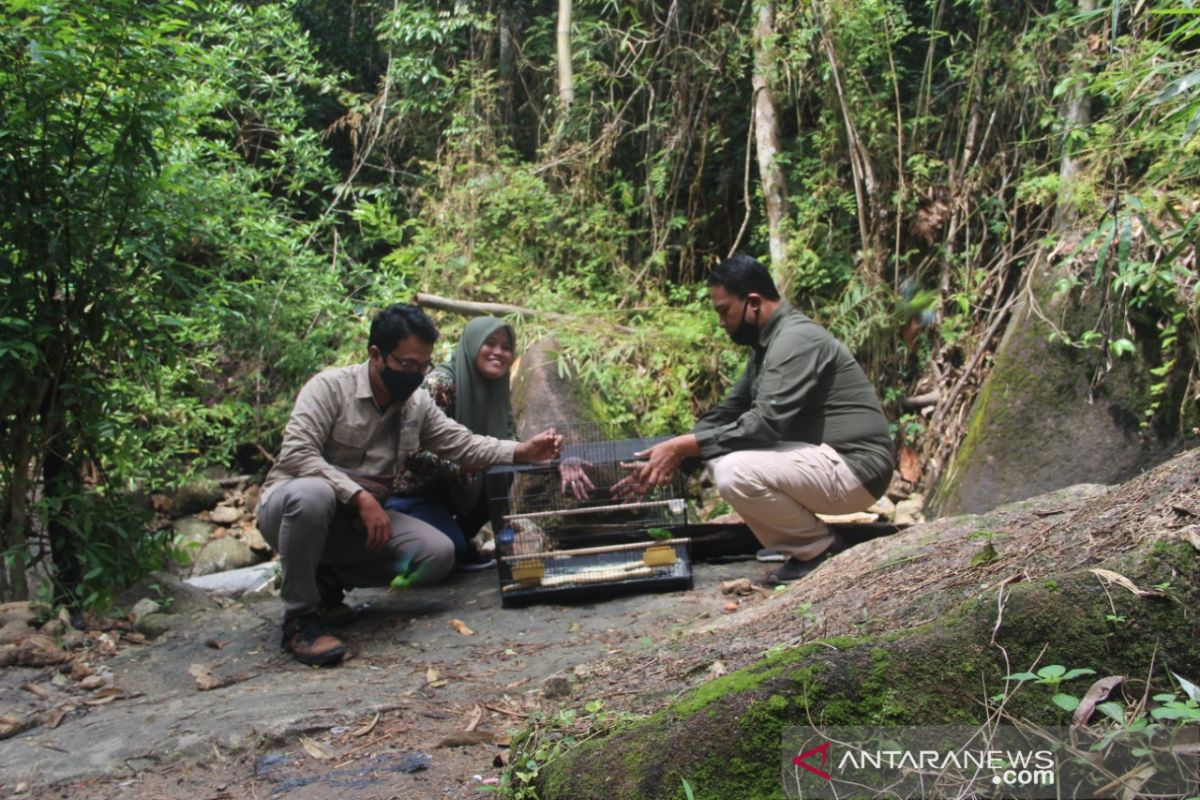 Balai Karantina Pangkalpinang lepas liarkan lima burung serindit