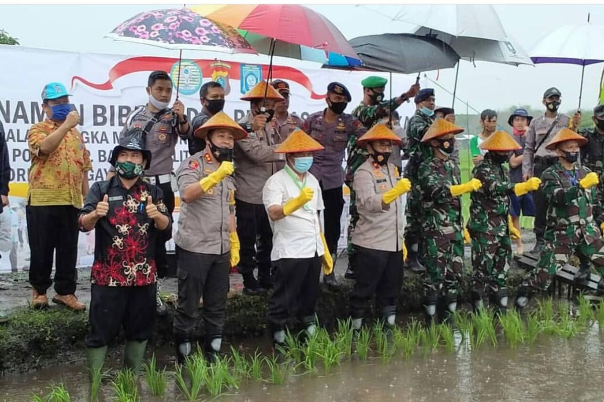 Pemkab Bangka Tengah tetapkan Namang sebagai desa ketahanan pangan