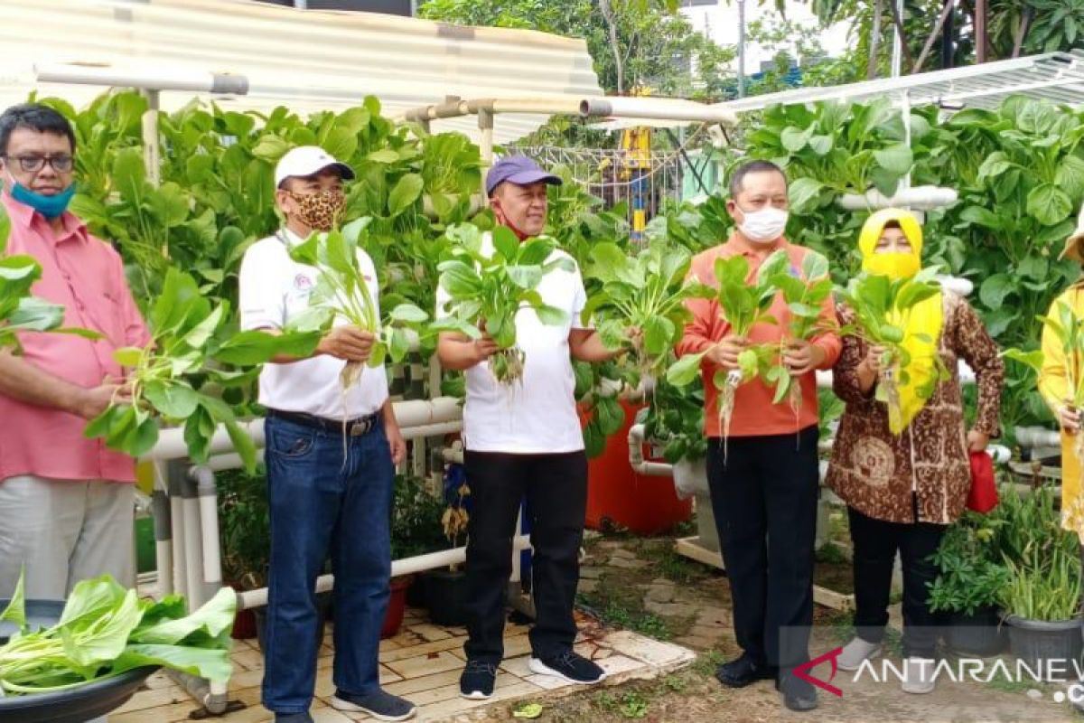 Warga Sunter Agung panen sayuran hidroponik