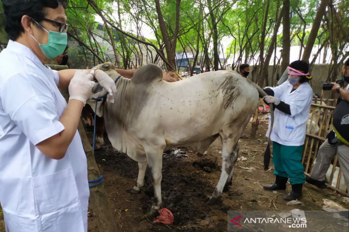 402 hewan kurban Jakarta Pusat sudah diperiksa kesehatannya