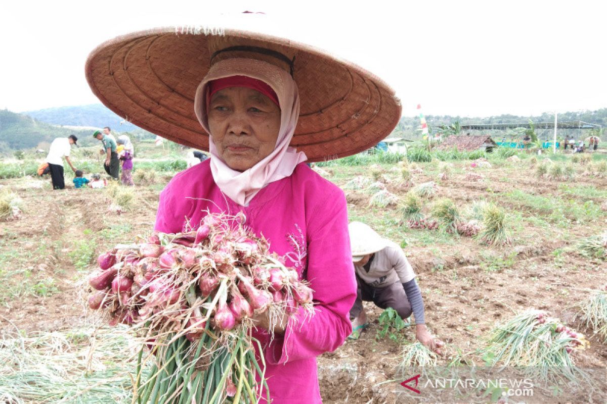 Bantul fasilitasi lelang bawang merah menjaga stabilitas harga panen