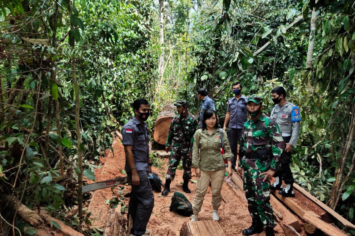 Tim gabungan tangkap pelaku pembalakan liar di Kapuas Hulu