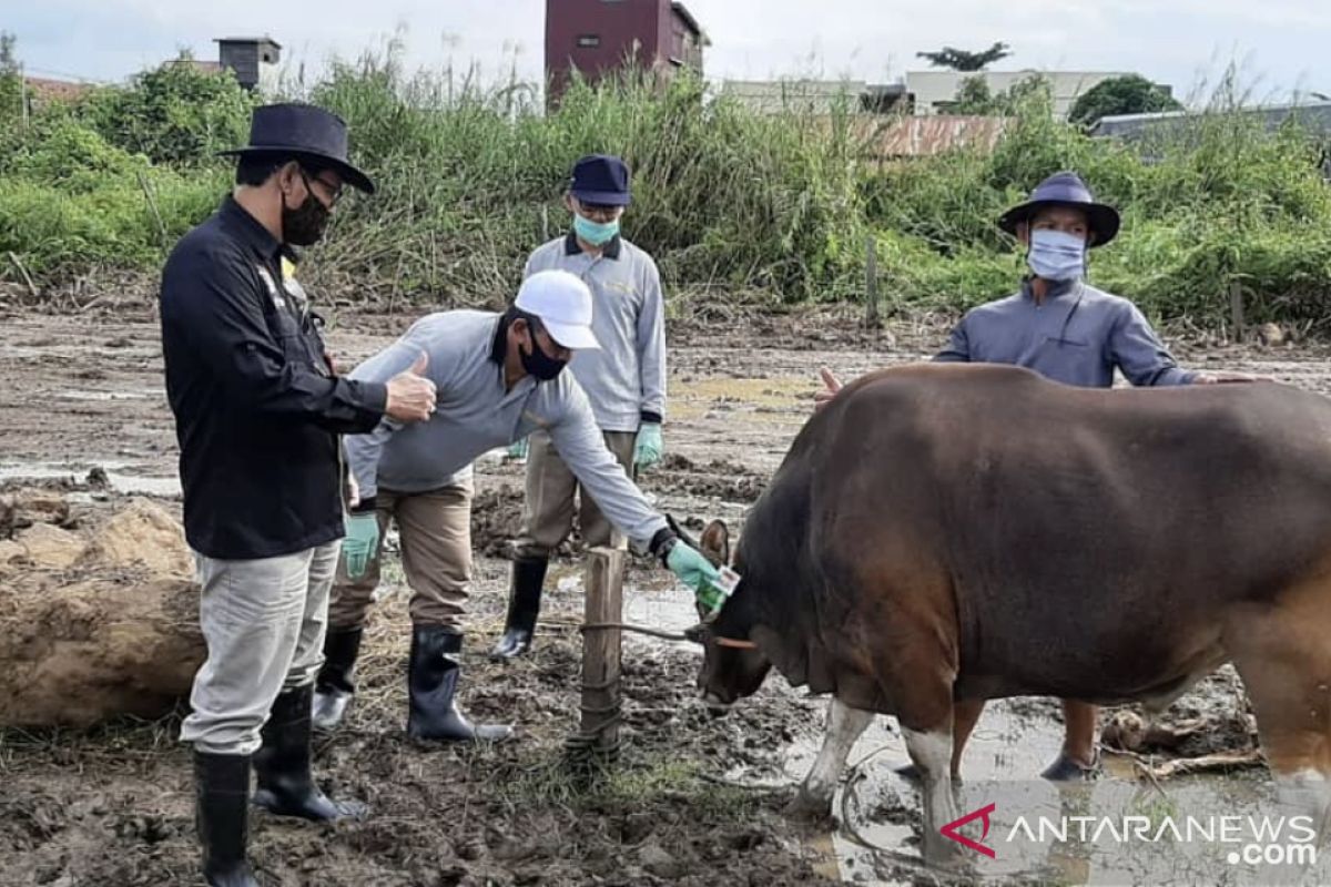 DPKH Kaltim lakukan pemeriksaan kesehatan ternak jelang Idul Adha