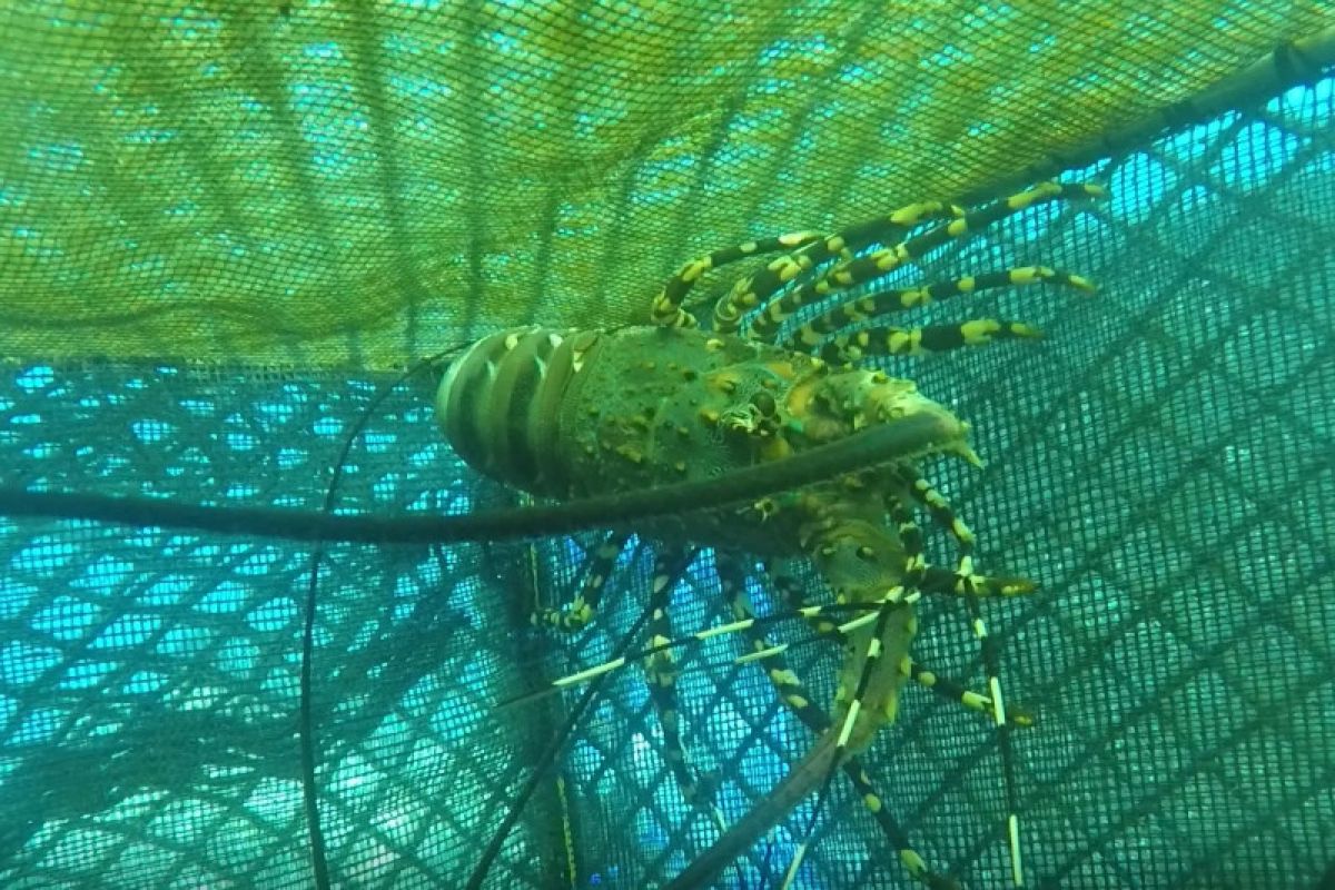 KKP akan beri pinjaman lunak kepada nelayan pembudi daya lobster