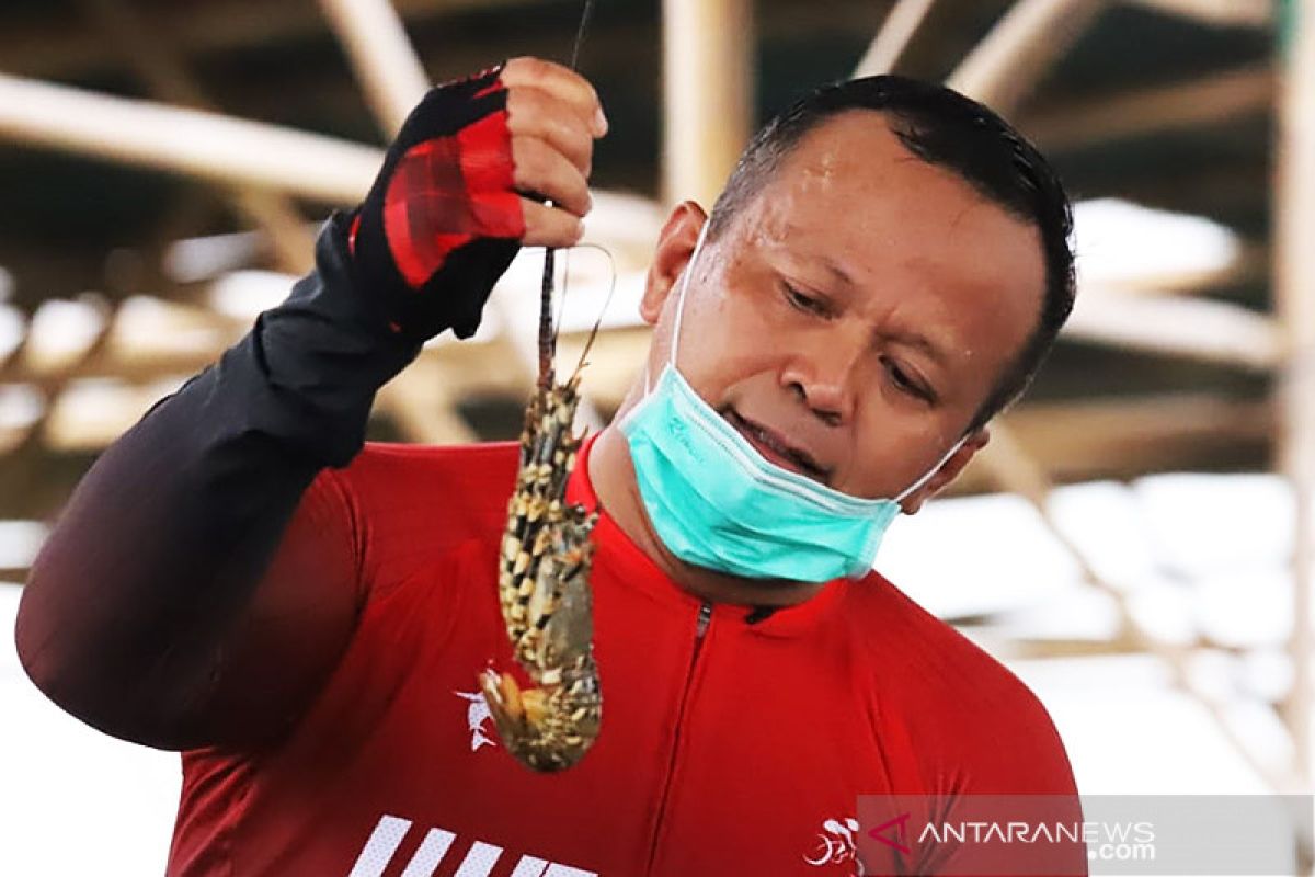 Menteri Edhy ditangkap terkait izin ekspor baby lobster