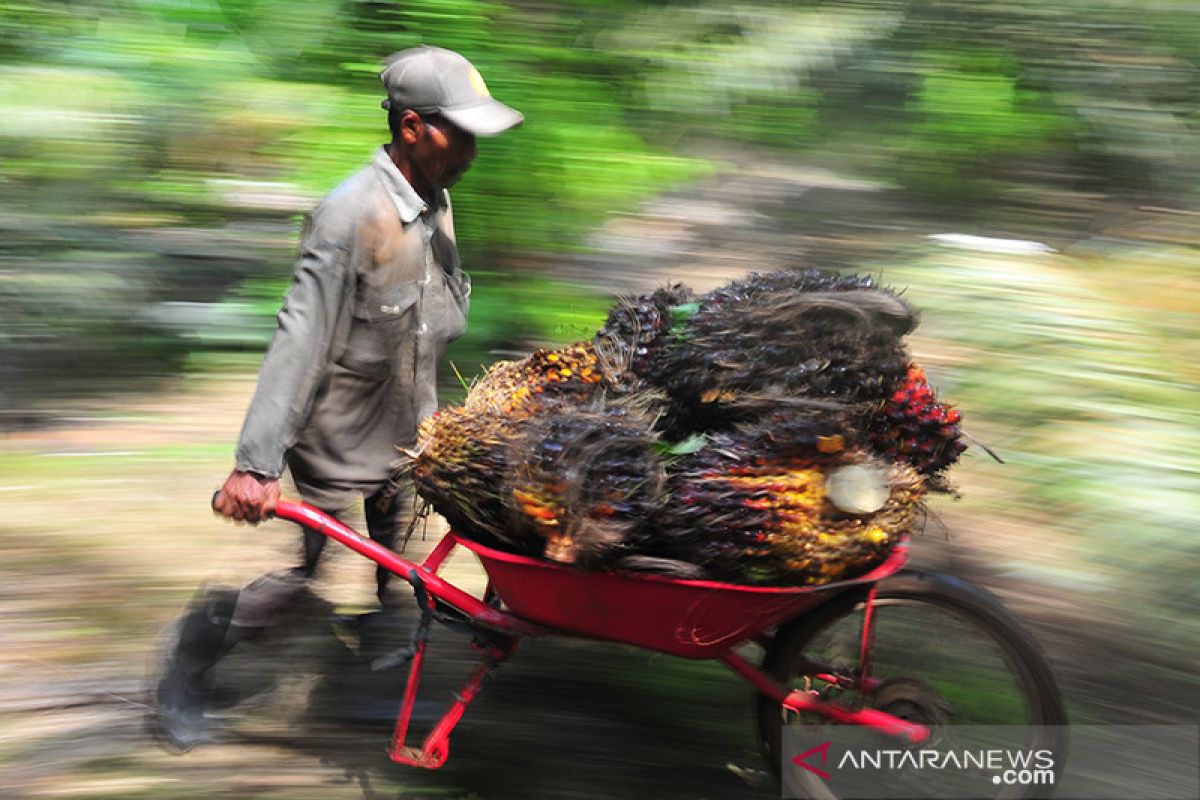 Harga cpo di Jambi amblas Rp156 per kilogram