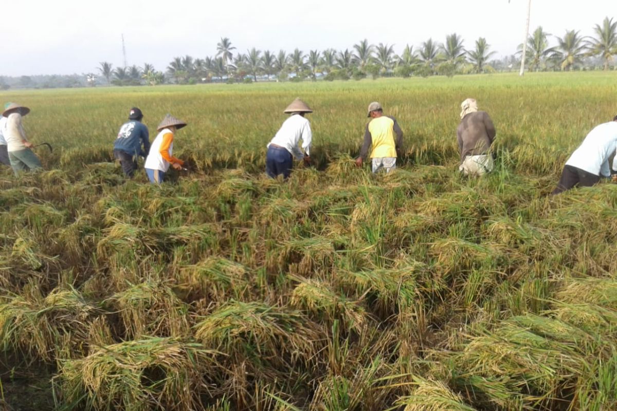 Cegah masalah gizi anak, Kalbar  gencarkan penanaman padi Inpari IR Nutri Zinc