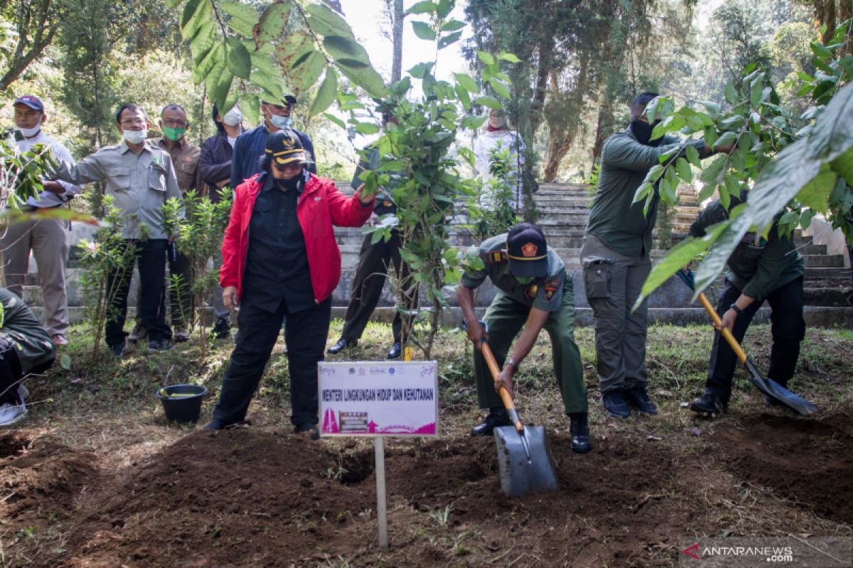 Perhutani siapkan 70 ribu hektare untuk hutan tanaman energi