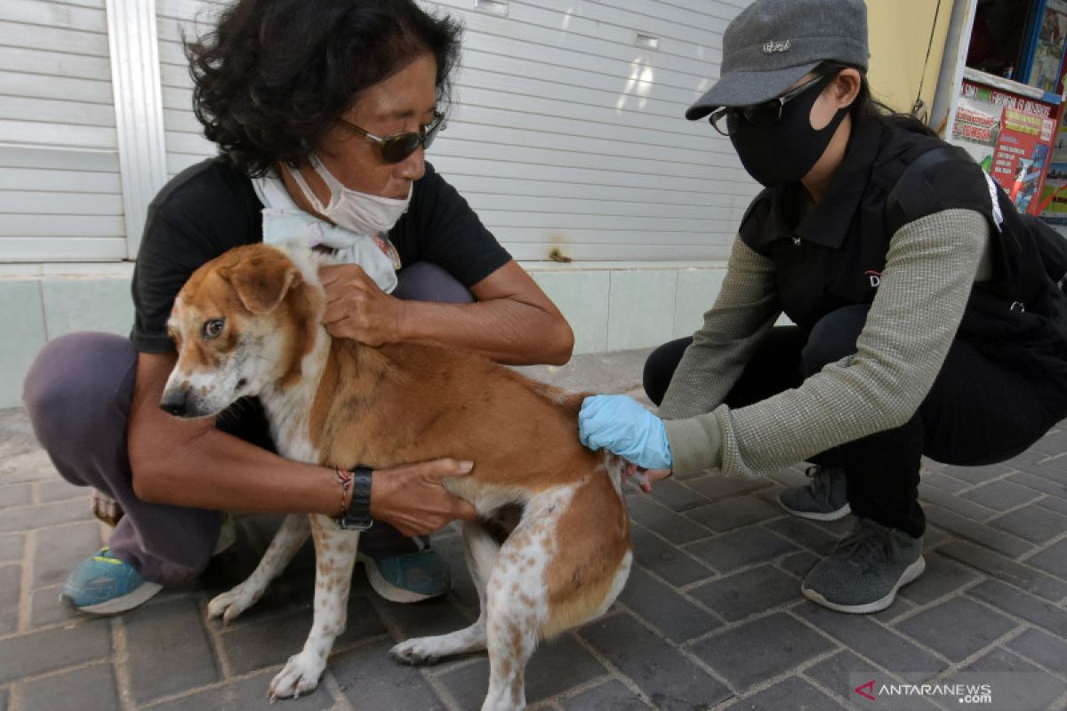 Sebanyak 2.200 hewan di Mukomuko diberikan vaksin rabies