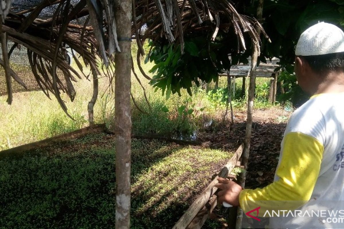 Mahasiswa Polbangtan Medan ajak petani Bangka tanam seledri akibat harga sawit jatuh