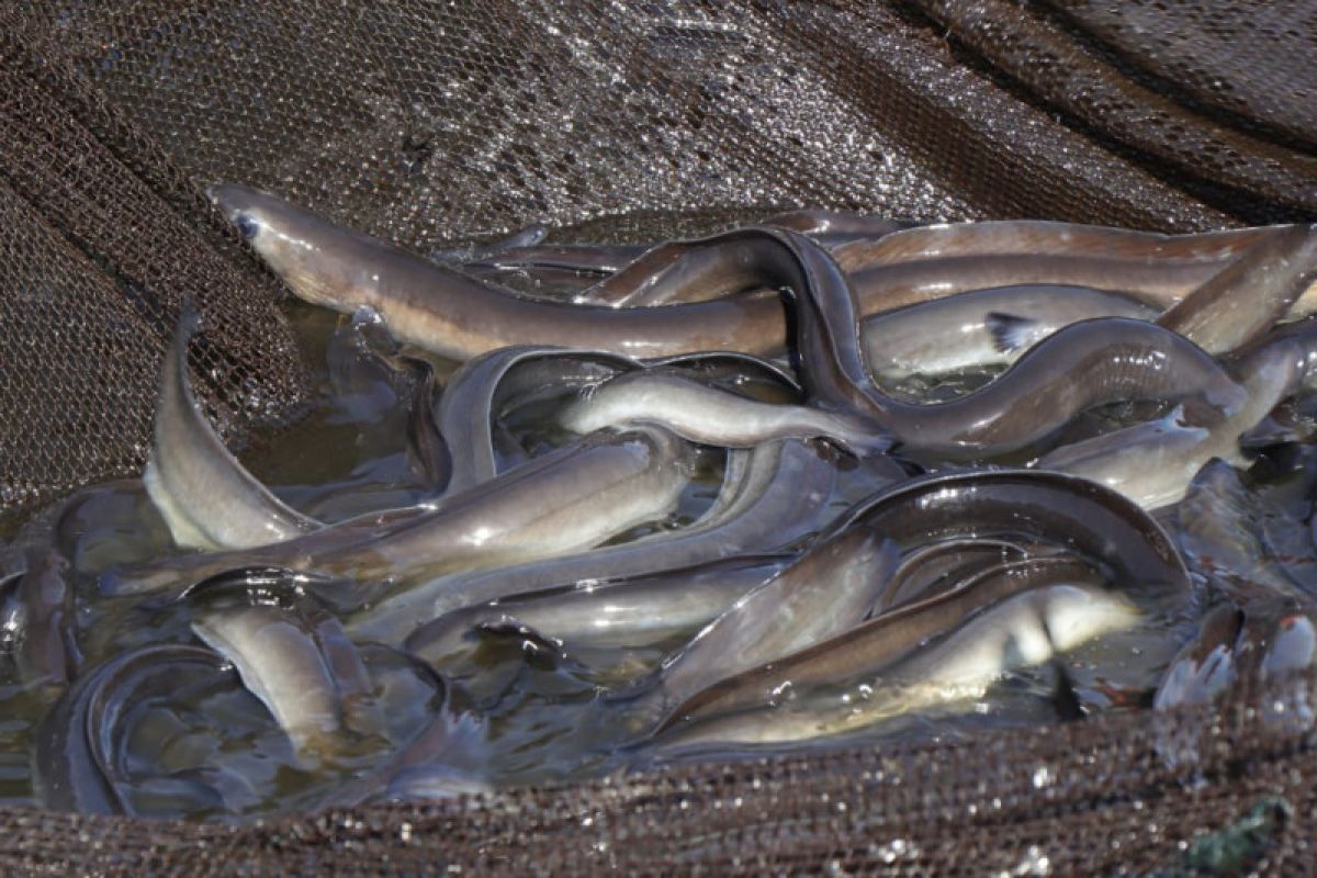 Ministry encourages farmers to develop eel farming