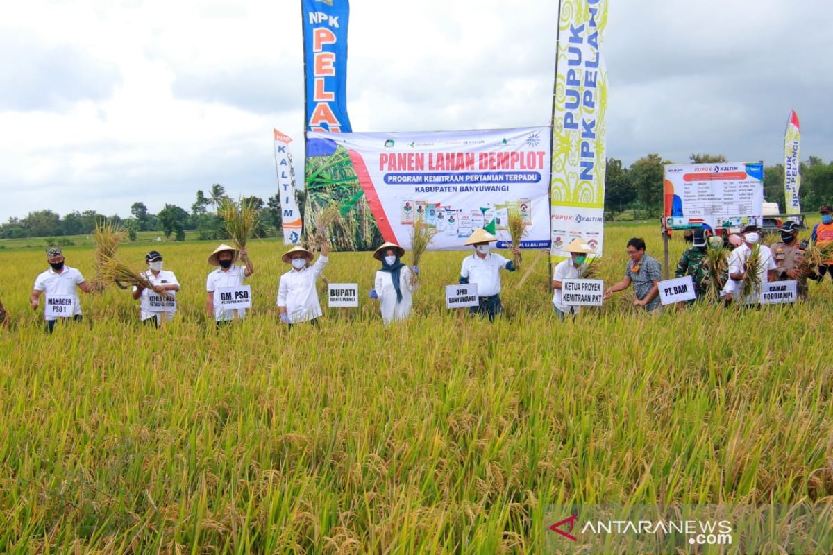 Pupuk Kaltim-KTNA Banyuwangi panen demplot dukung ketahanan pangan