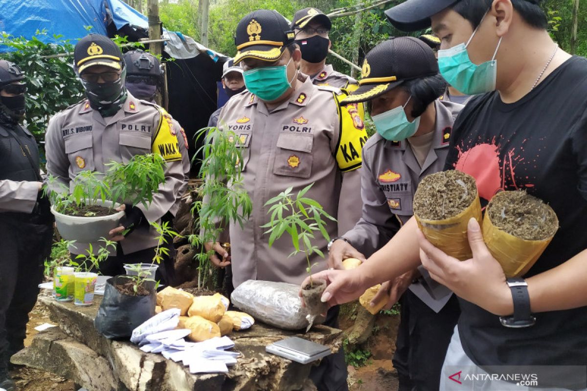 Satu hektar ladang tempat penanaman ganja di Bandung diungkap polisi