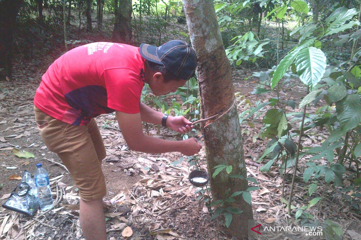 Petani karet di Bengkulu keluhkan rendahnya harga jual