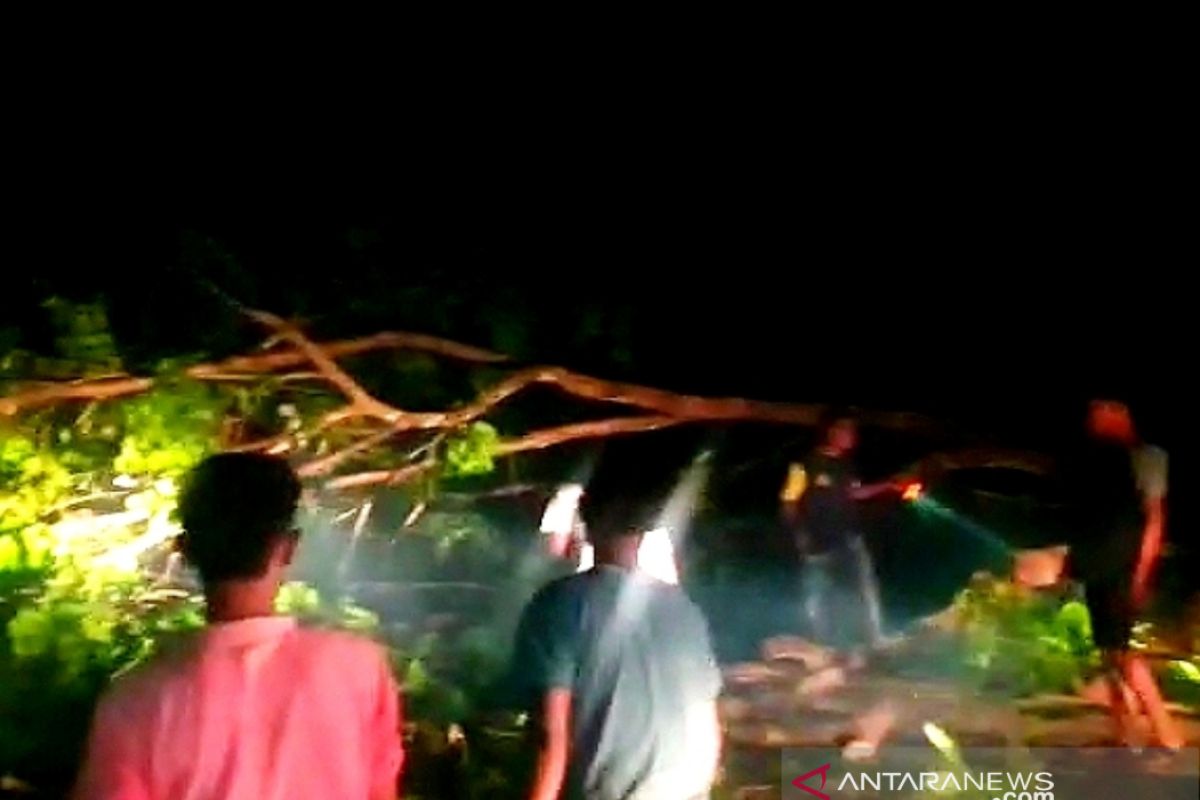 Pohon jengkol tumbang di Nagan Raya, ratusan kendaraan terjebak