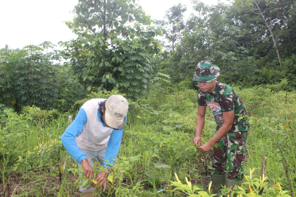 Anggota Satgas Praka Sirajudin ikut panen cabe