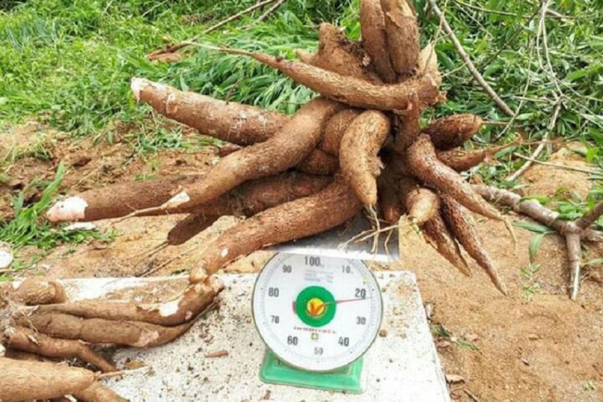 Balitbangtan lepas dua varietas ubi kayu produksi 37,5 hingga 46,9 ton/hektare
