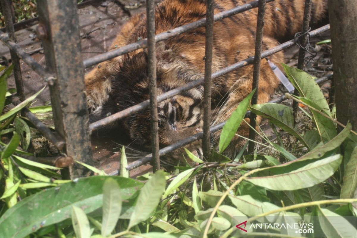 BKSDA Sumbar tangkap harimau Sumatera pasca terkam sejumlah ternak warga