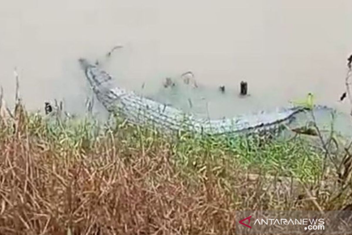 Warga di kejutkan buaya muncul di area bekas tambang, Pangkalpinang