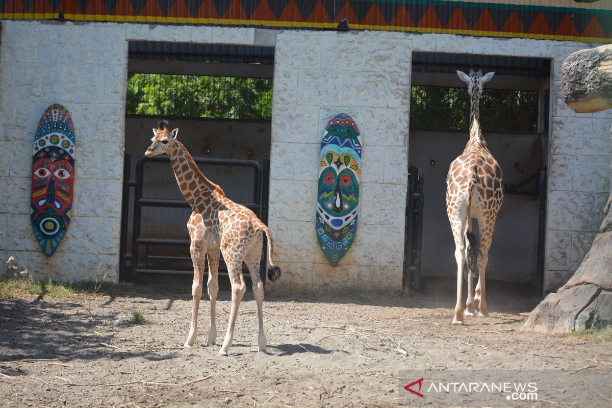 Bayi jerapah Maharani Zoo