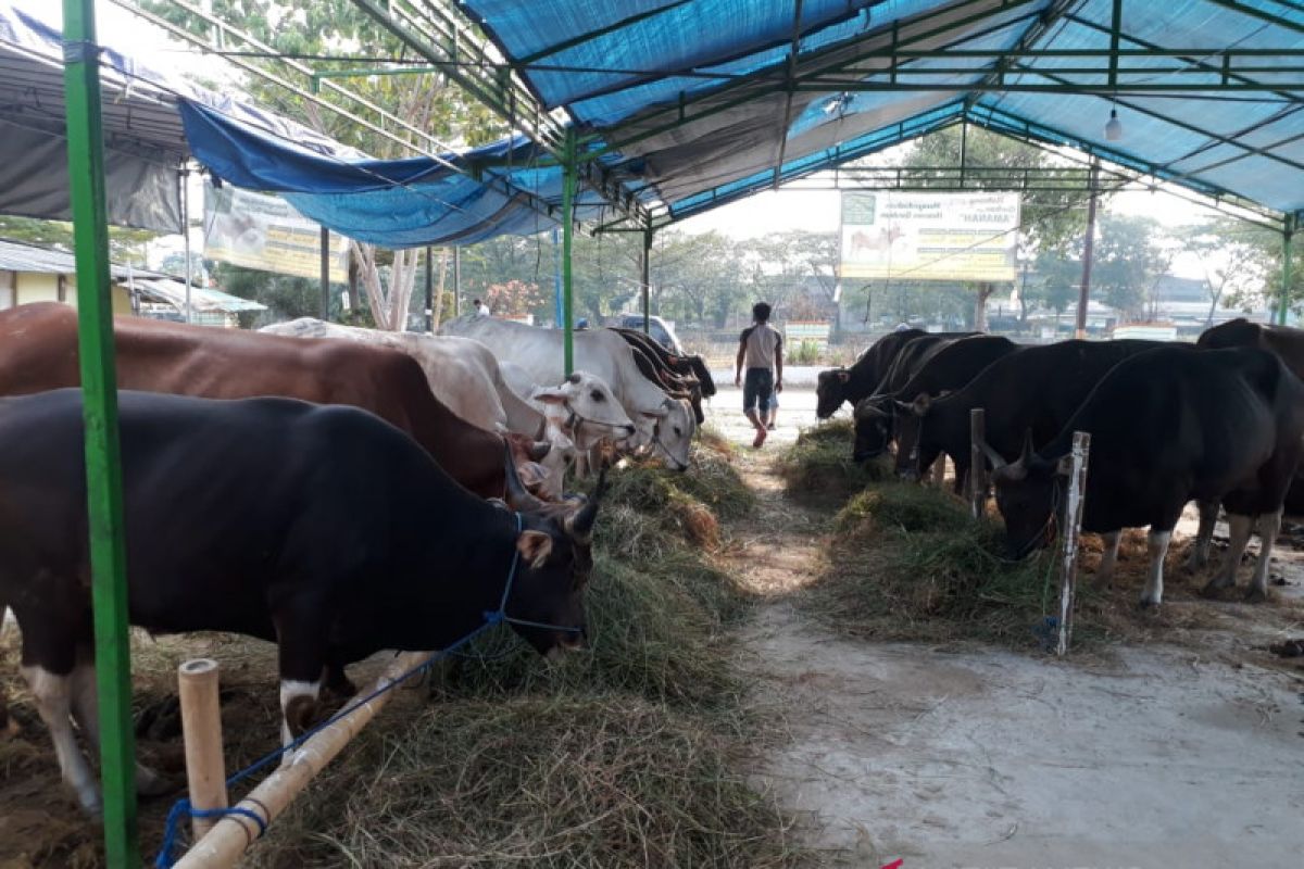 Pedagang hewan kurban khawatir fisik kambing lemah semasa pandemi