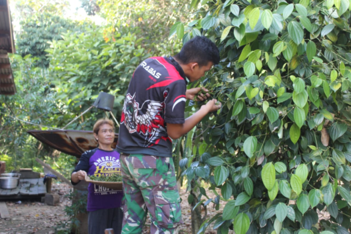 Bantuan anggota TMMD sasar ke kebun lada