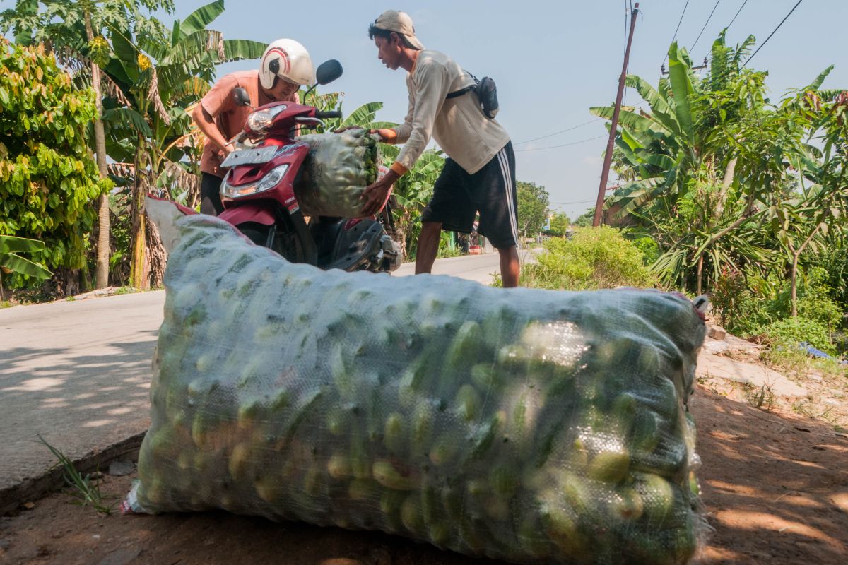 Ketimun dari Kabupaten Lebak dikirim ke Tangerang