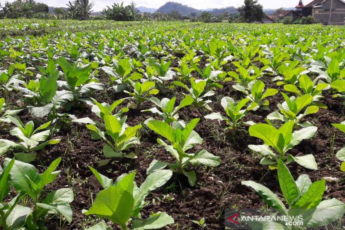 Lahan tanaman tembakau Temanggung turun 4.600 hektare tahun ini