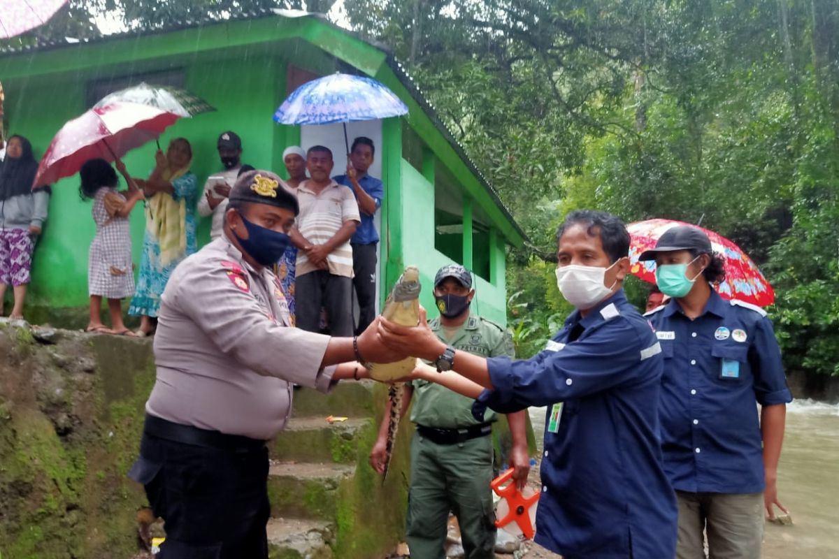 BKSDA Maluku terima buaya dari warga Larike