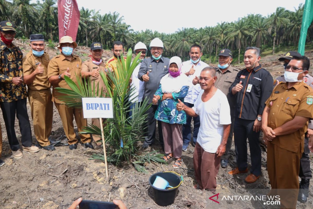 PTPN V replanting 1.100 ha lahan sawit plasma di Lubuk Dalam Siak