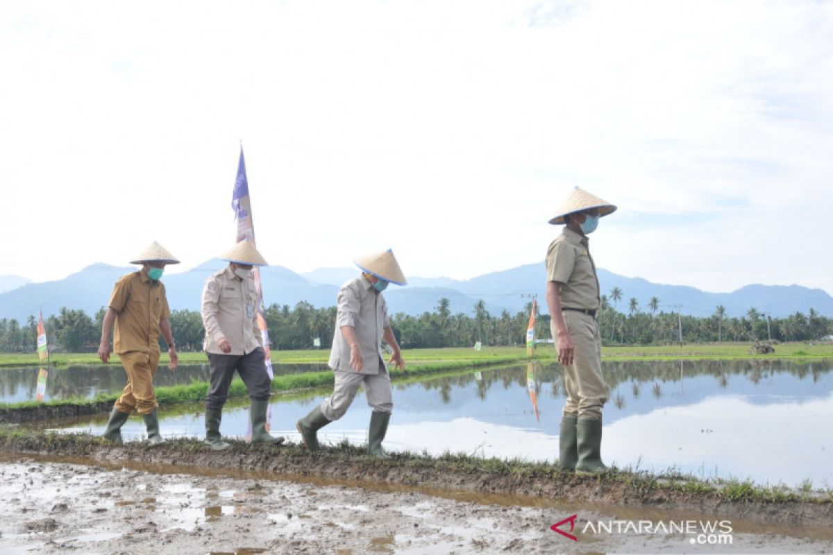 Gubernur Sumbar: Jangan lewatkan masa tanam agar tak krisis pangan