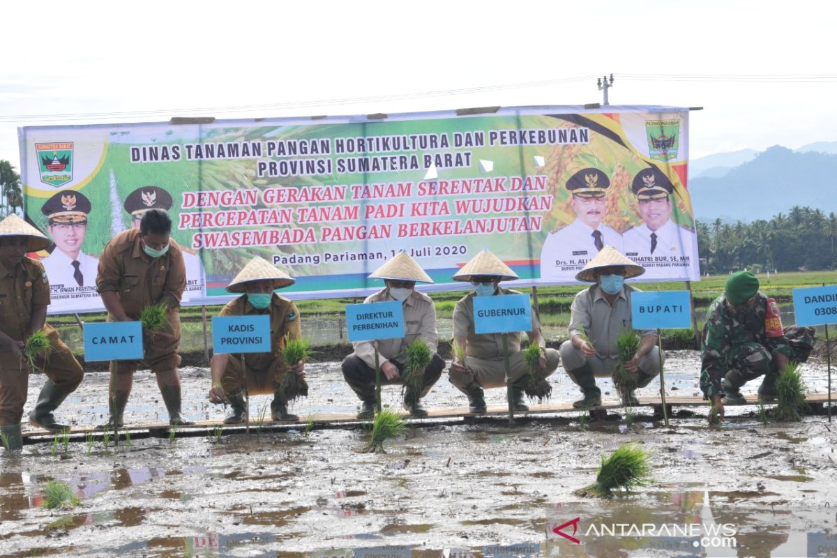 Petani Sumbar didorong percepatan tanam padi menuju swasembada pangan