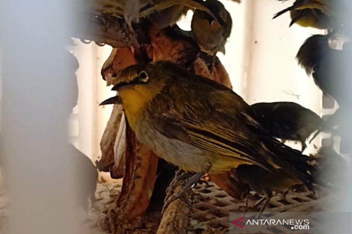 Karantina Pertanian Lampung gagalkan penyelundupan 84 ekor burung liar