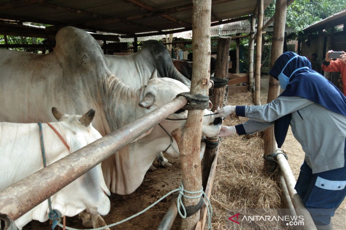 Bantul batasi jumlah orang di tempat pemotongan hewan kurban