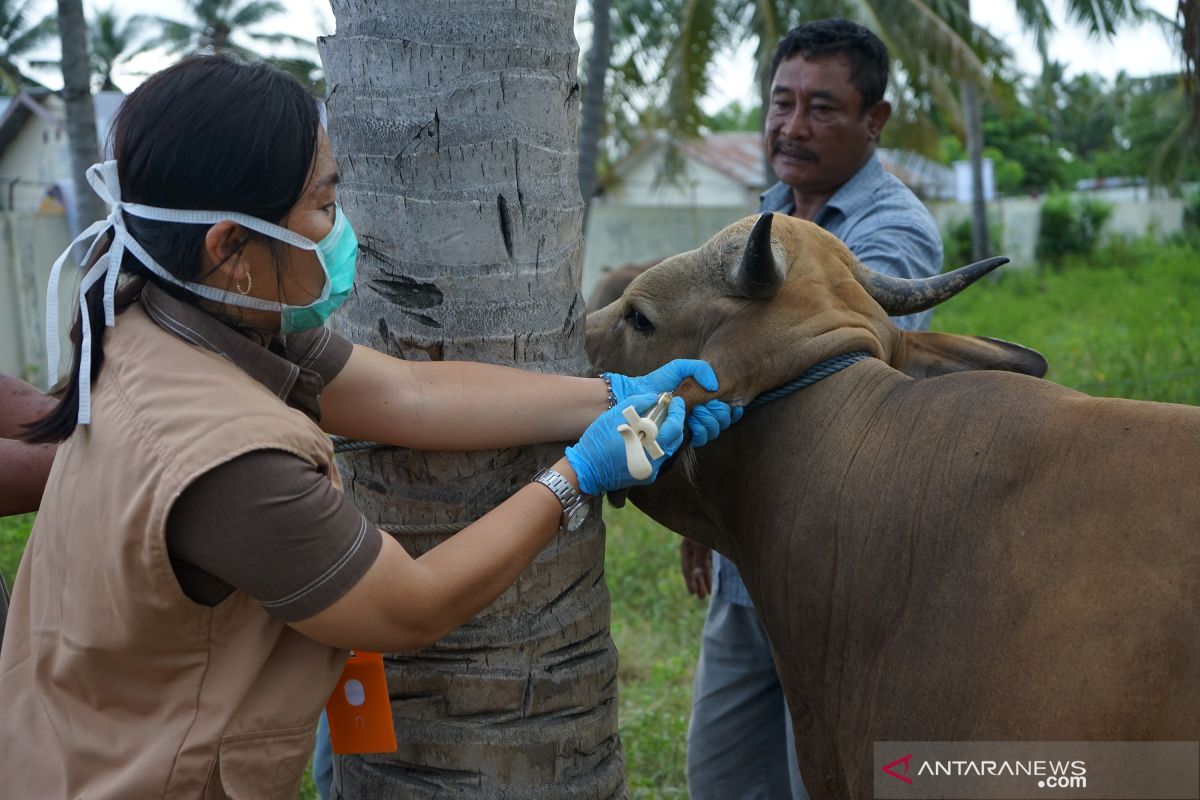 Dinas Peternakan Provinsi Gorontalo periksa kesehatan hewan kurban