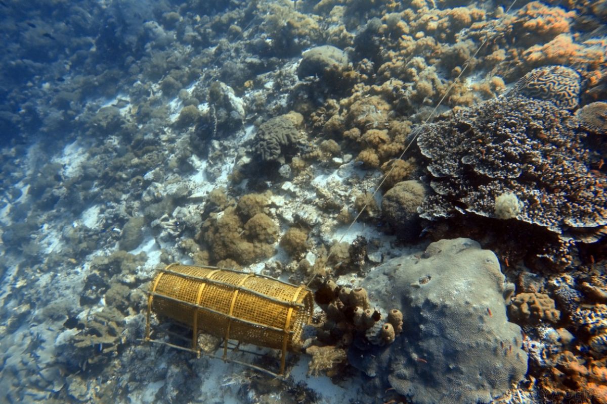 Maraknya penangkapan anemon laut, Terumbu karang di Perairan Pulau Pura Alor terancam rusak total