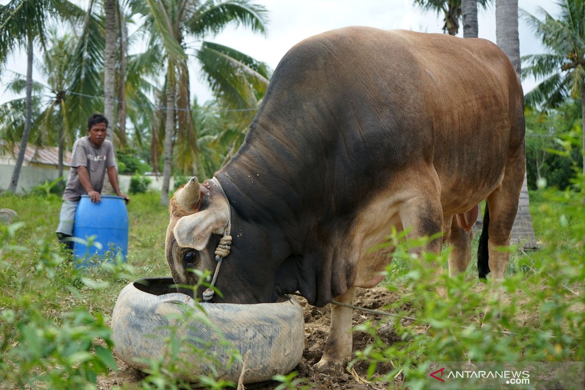 Pedagang mengaku permintaan sapi kurban turun akibat COVID-19