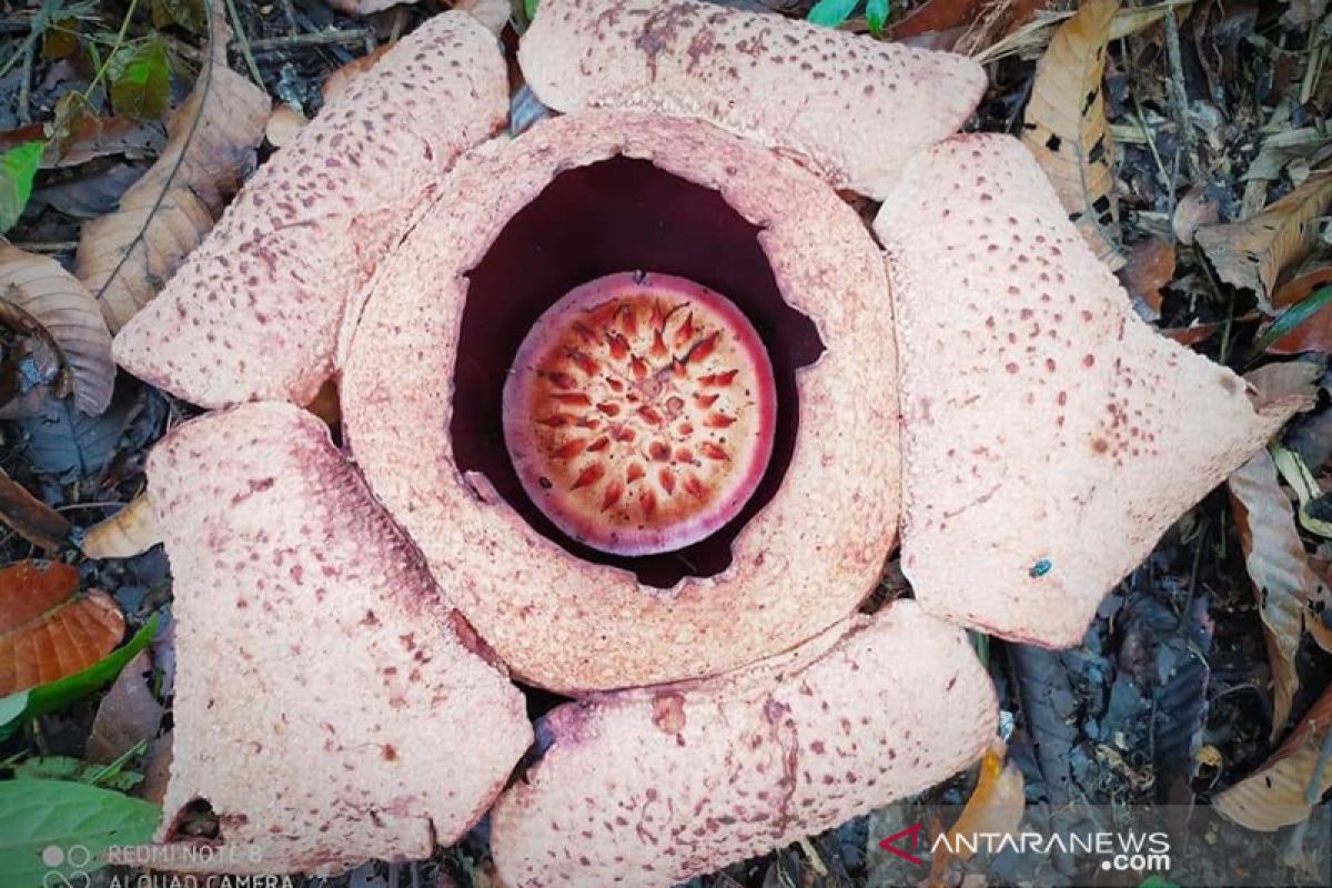 Rafflesia arnoldii dan bengkuluensis mekar di Kaur