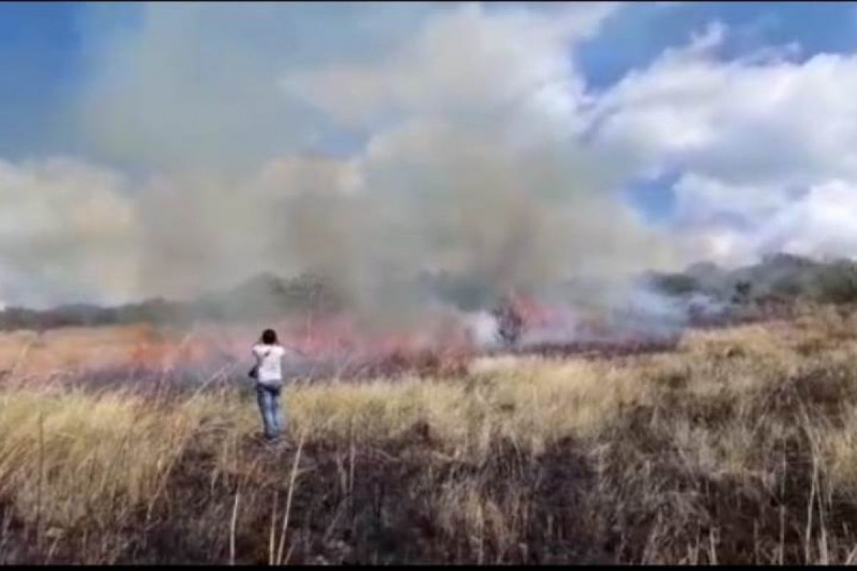 Hutan lindung Egon Ilinmedo di Sikka terbakar