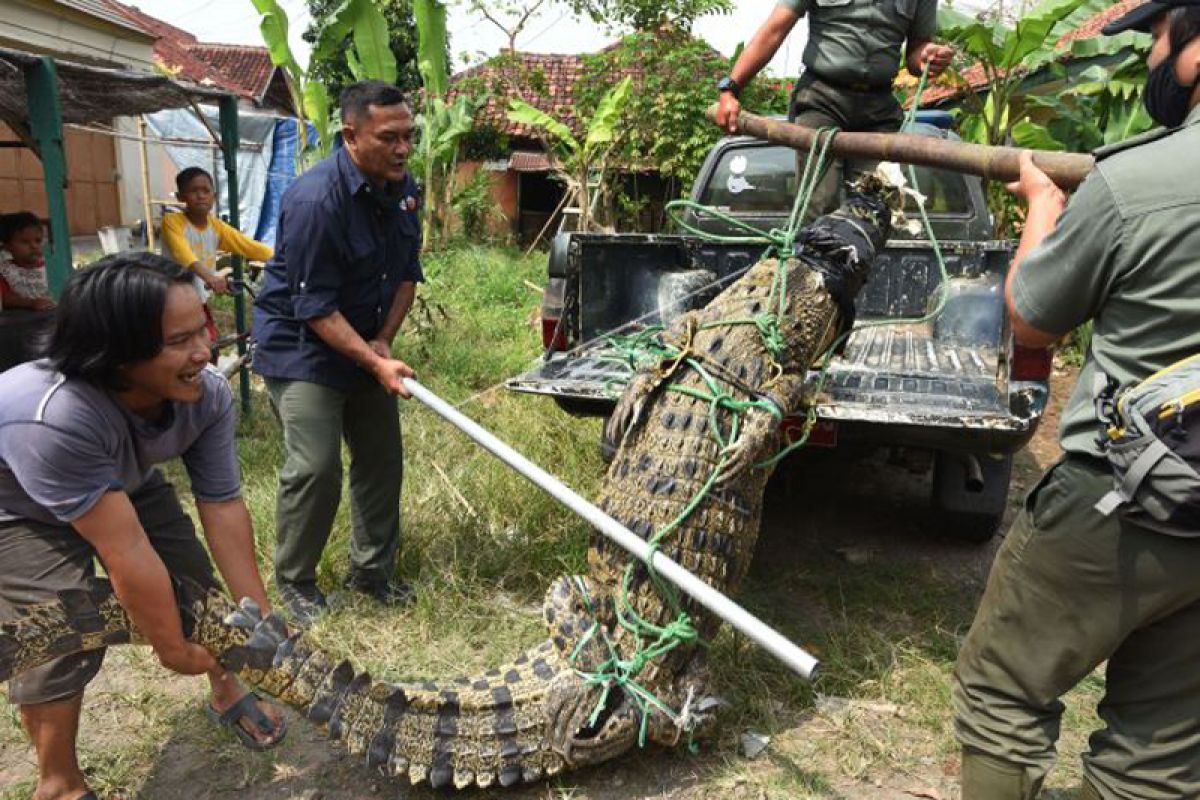 BKSDA TANGKAP BUAYA MUARA