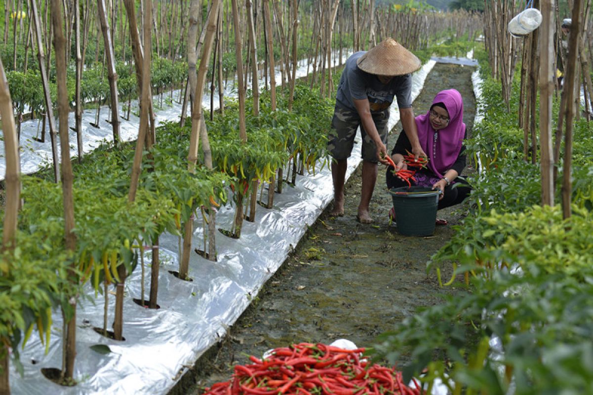 Urban farming diminati warga Surabaya saat pandemi COVID-19