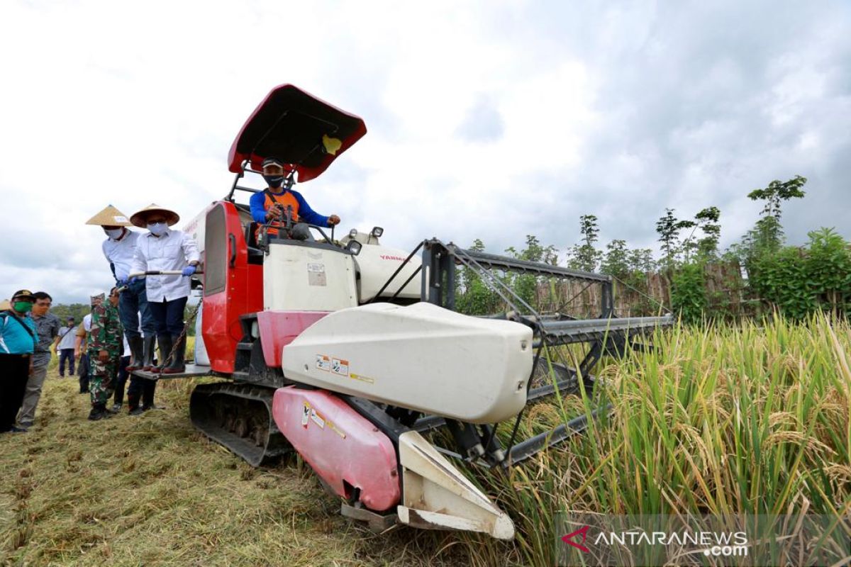 Banyuwangi surplus beras 126.831 ton