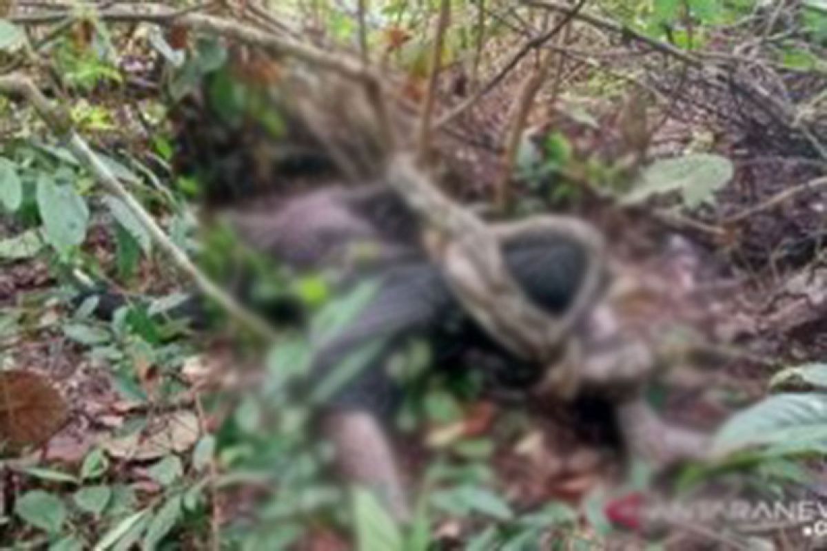Dilaporkan hilang, seorang warga Suku Anak Dalam ditemukan tewas dililit ular