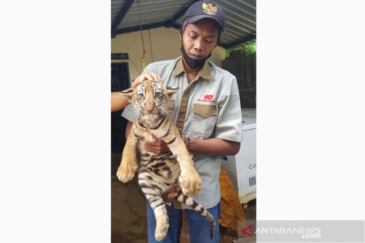 Dua anak harimau benggala lahir di Taman Satwa Semarang