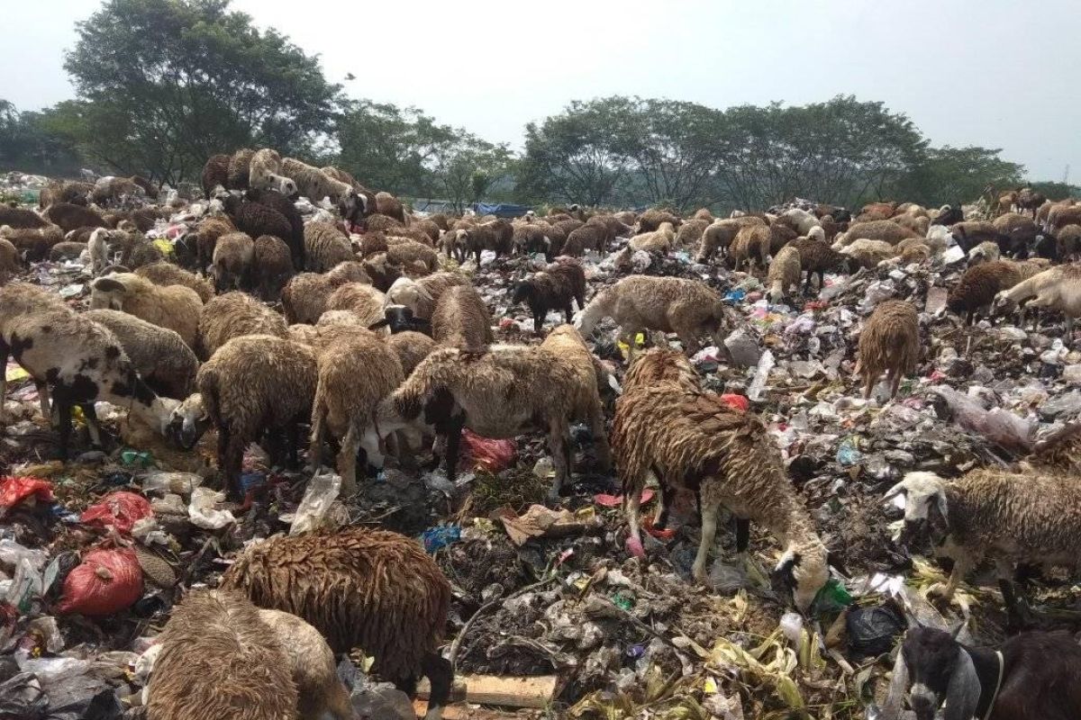 Limbah sampah di Lebak dimanfaatkan untuk pakan domba