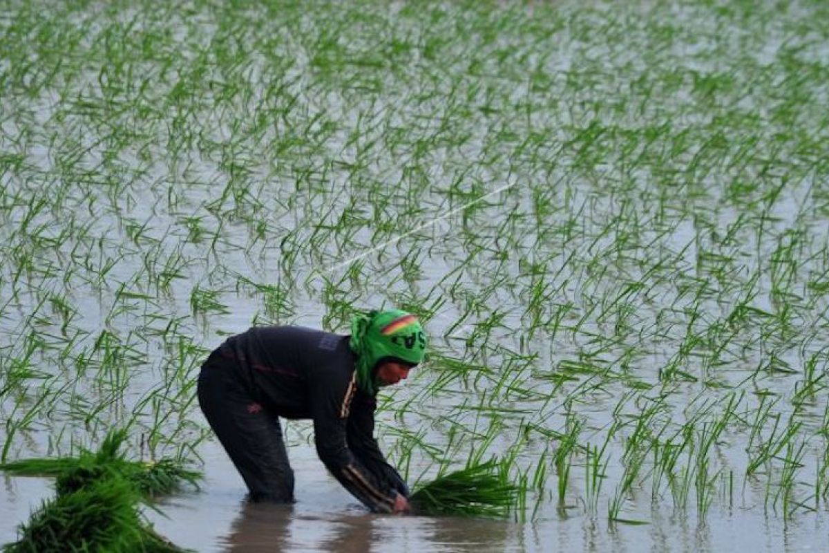 Sumsel dorong penyerapan KUR pangan kejar tiga besar  produksi padi