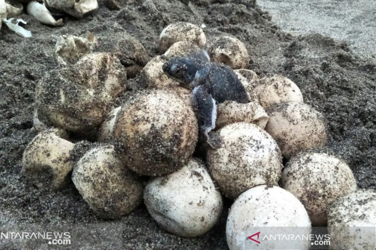 Kepedulian warga Koto Tengah serahkan 44 telur penyu lekang ke Jambak Sea Turtle Camp