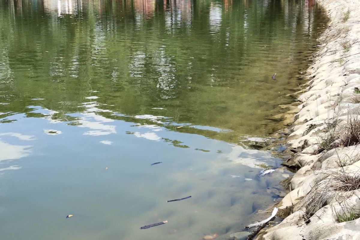 Gawat, ratusan ikan nila mati di Danau Raja